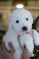 Great Pyrenees Puppies for sale in Elkhorn, Wisconsin. price: $600