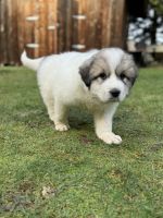 Great Pyrenees Puppies for sale in Sandy, Oregon. price: $600