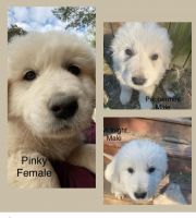 Great Pyrenees Puppies for sale in Woodstock, Virginia. price: $500