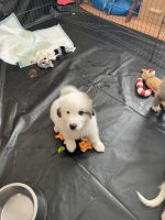 Great Pyrenees Puppies for sale in Callahan, Florida. price: $500