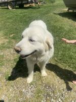 Great Pyrenees Puppies for sale in Roanoke, Virginia. price: $1,000