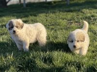Great Pyrenees Puppies for sale in Dearborn, Missouri. price: $600