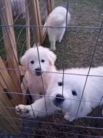 Great Pyrenees Puppies for sale in Stuart, Virginia. price: $250