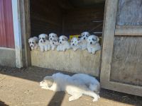 Great Pyrenees Puppies for sale in New Castle, Pennsylvania. price: $800
