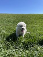 Great Pyrenees Puppies for sale in Northfield, Minnesota. price: $625