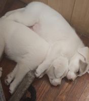 Great Pyrenees Puppies for sale in South Haven, Michigan. price: $60,000