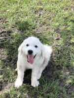 Great Pyrenees Puppies for sale in Greenville, Texas. price: $450