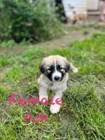 Great Pyrenees Puppies for sale in Cleburne, Texas. price: $150