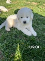 Great Pyrenees Puppies for sale in Martinsburg, West Virginia. price: $500