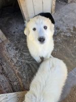 Great Pyrenees Puppies for sale in Tonopah, Arizona. price: $300