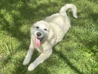 Great Pyrenees Puppies for sale in Aurora, Missouri. price: $70