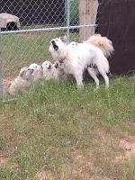 Great Pyrenees Puppies for sale in Bridgeport, Texas. price: $500
