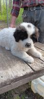 Great Pyrenees Puppies for sale in Caro, Michigan. price: $900