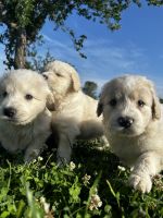 Great Pyrenees Puppies for sale in Collinsville, Oklahoma. price: $200