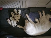 Great Pyrenees Puppies for sale in Roseville, Michigan. price: $1,000