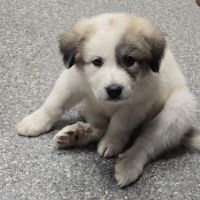 Great Pyrenees