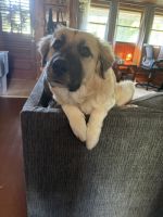 Great Pyrenees Puppies for sale in Oakland City, IN 47660, USA. price: NA