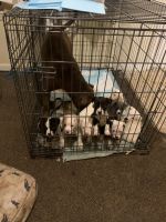 Great Pyrenees Puppies for sale in Nashville, TN, USA. price: $400