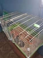 Greater Fat-tailed Jerboa Rodents for sale in Albert Lea, MN 56007, USA. price: $50