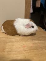 Greater Guinea Pig Rodents Photos