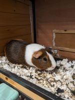 Greater Guinea Pig Rodents Photos
