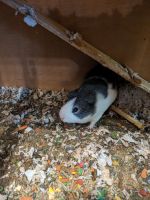 Greater Guinea Pig Rodents for sale in Wooster, Ohio. price: $150
