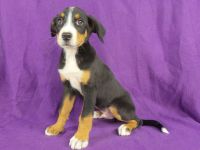 Greater Swiss Mountain Dog Puppies for sale in IA-22, Riverside, IA 52327, USA. price: $1,200