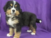 Greater Swiss Mountain Dog Puppies for sale in IA-22, Riverside, IA 52327, USA. price: $1,000