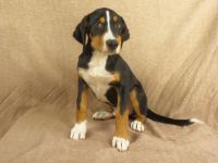 Greater Swiss Mountain Dog Puppies for sale in IA-22, Riverside, IA 52327, USA. price: $900