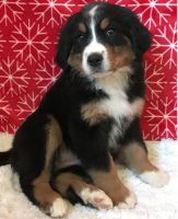 Greater Swiss Mountain Dog Puppies for sale in Houston, TX, USA. price: $400