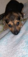 Greek Harehound Puppies for sale in 2819 S WW White Rd, San Antonio, TX 78222, USA. price: $150