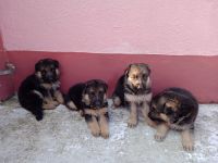 Greek Sheepdog Puppies Photos