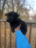 Greek Sheepdog Puppies for sale in 557 Linda Vista Dr, Pontiac, MI 48342, USA. price: $700