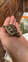 Greek Tortoise Reptiles for sale in Santa Barbara, CA 93105, USA. price: $50