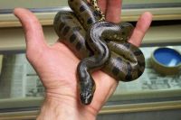 Green Anaconda Reptiles for sale in Pittsburgh, PA, USA. price: $50