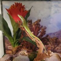 Green Anole Reptiles for sale in Lancaster, PA, USA. price: $5,000