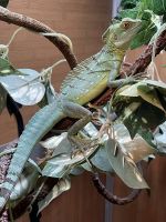 Green Basilisk Reptiles for sale in Shelbyville, IN 46176, USA. price: $800