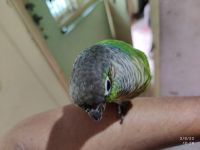 Green Cheek Conure Birds Photos