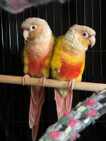 Green Cheek Conure Birds for sale in McMinnville, OR 97128, USA. price: $2,500