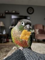Green Cheek Conure Birds for sale in 92 Cary Rd, Hyde Park, NY 12538, USA. price: $500