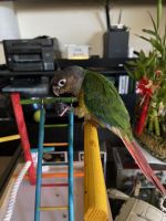 Green Cheek Conure Birds for sale in Milpitas, California. price: $450