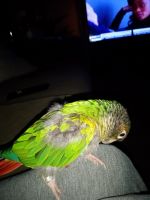Green Cheek Conure Birds for sale in 3200 Township Line Rd, Drexel Hill, PA 19026, USA. price: $700