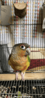Green Cheek Conure Birds for sale in New York, New York. price: $500,600