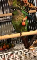 Green Cheek Conure Birds for sale in Houston, Texas. price: $200