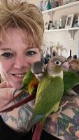 Green Cheek Conure Birds for sale in Davenport, Florida. price: $400