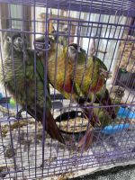 Green Cheek Conure Birds Photos