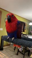 Green Cheek Conure Birds for sale in Enfield, Connecticut. price: NA
