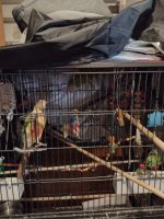 Green Cheek Conure Birds for sale in Garnett, Kansas. price: $600