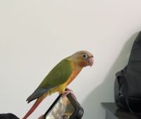 Green Cheek Conure Birds for sale in Surrey, British Columbia. price: $400