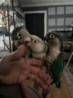Green Cheek Conure Birds for sale in Wilmington, MA 01887, USA. price: $600